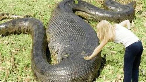 蛇的视频全集在线观看 第3张 蛇的视频全集在线观看 第3张