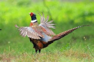 山鸡鱼的爆料方法视频,视频教学助你轻松掌握  第2张